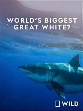 《Worlds Biggest Great White Shark》