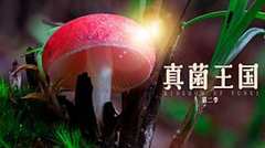 《真菌王国第2季》