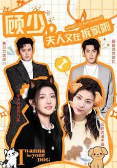 《顾少，夫人又在拆家啦》